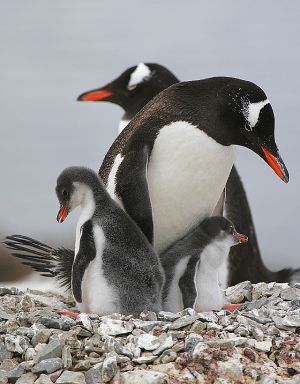 c48-gento with 2 chicks.jpg